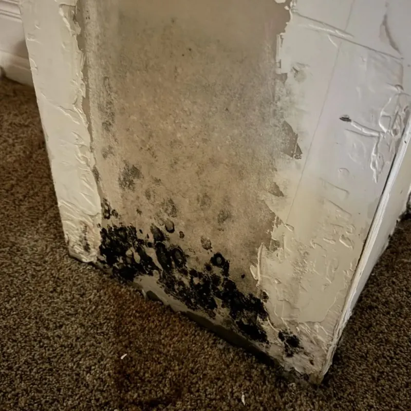 Professional Mold Removal in Jefferson, LA